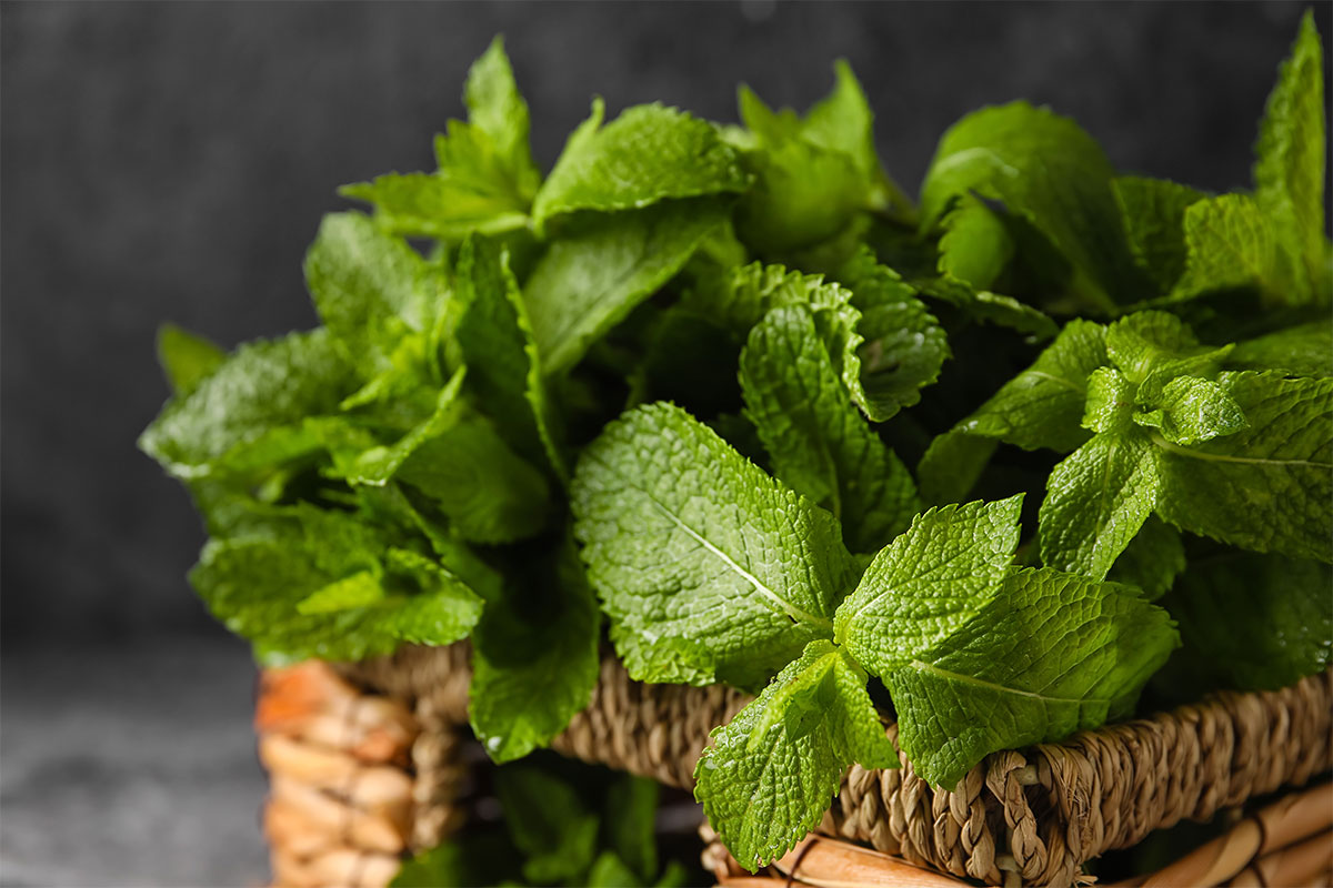 spearmint-leaves